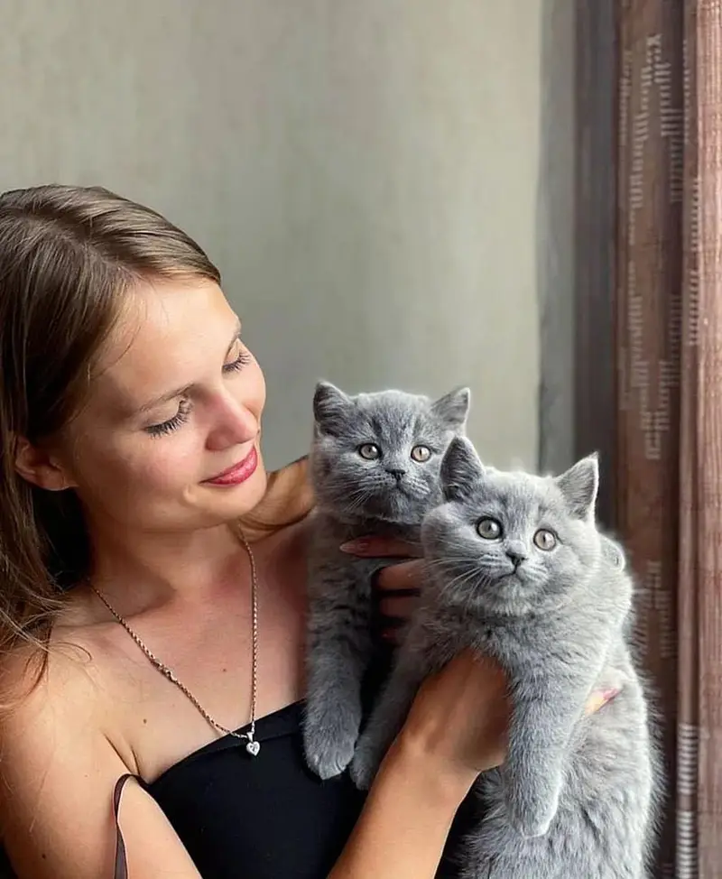 British shorthair — photo 5
