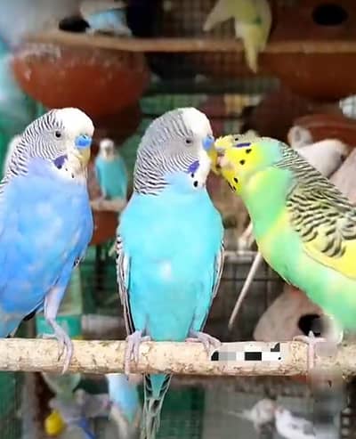 Australian parrot
