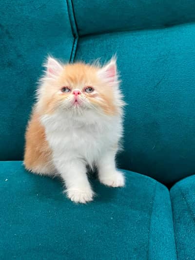 persian kitten /cute kitten | triple coated/ punch face_cute cat