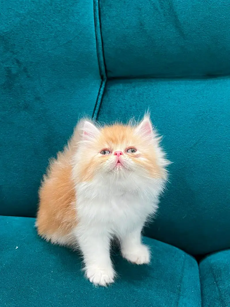 persian kitten /cute kitten | triple coated/ punch face_cute cat — photo 6
