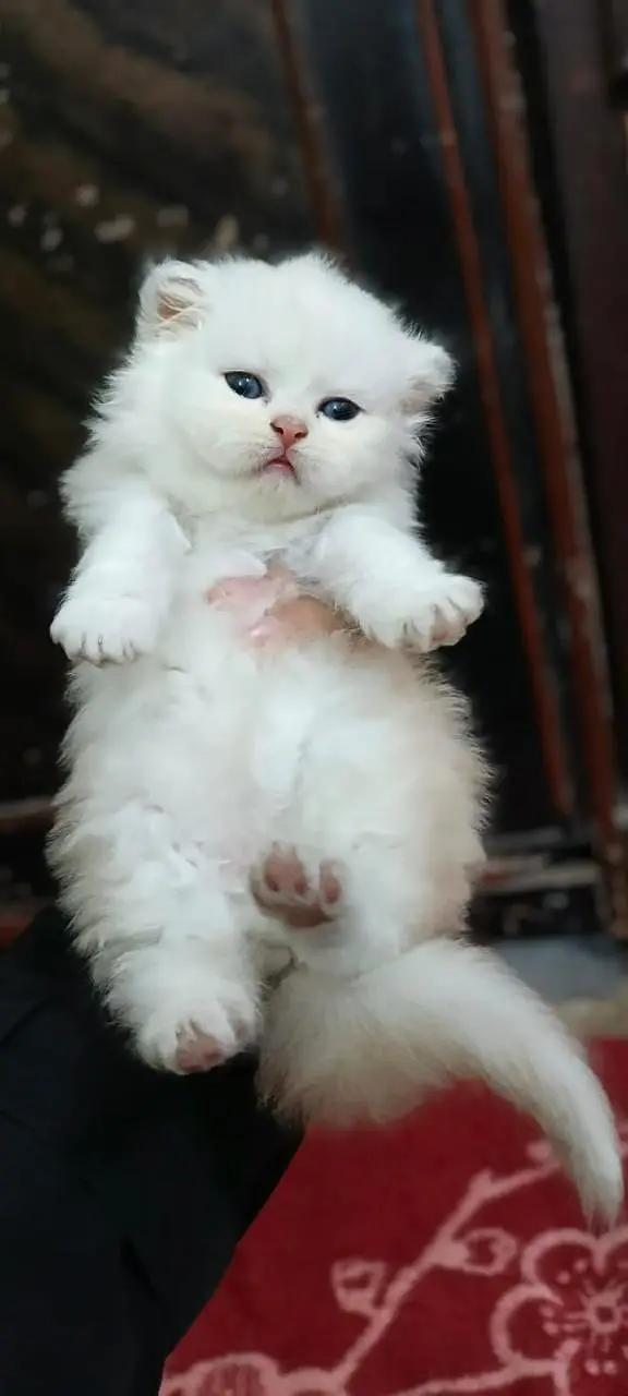 persian kitten /cute kitten | triple coated/ punch face_cute cat — photo 9