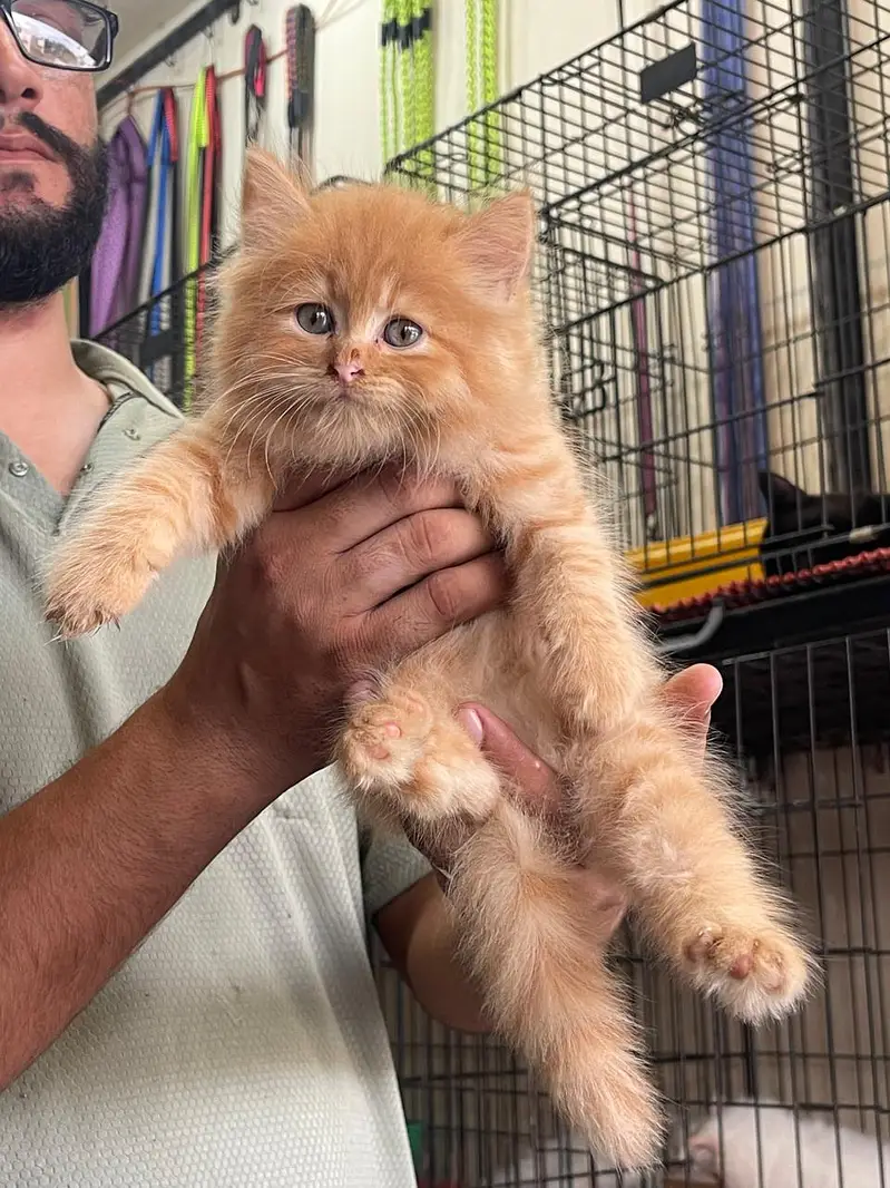 persian kitten /cute kitten | triple coated/ punch face_cute cat — photo 11