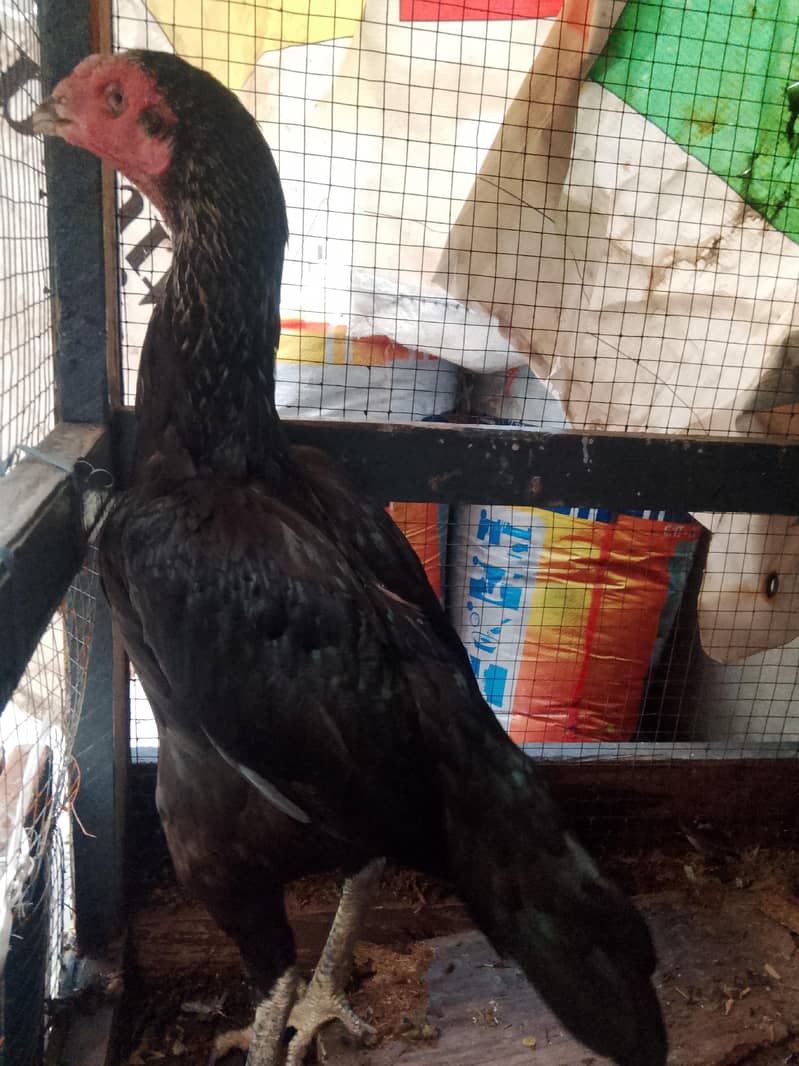 breader female 1