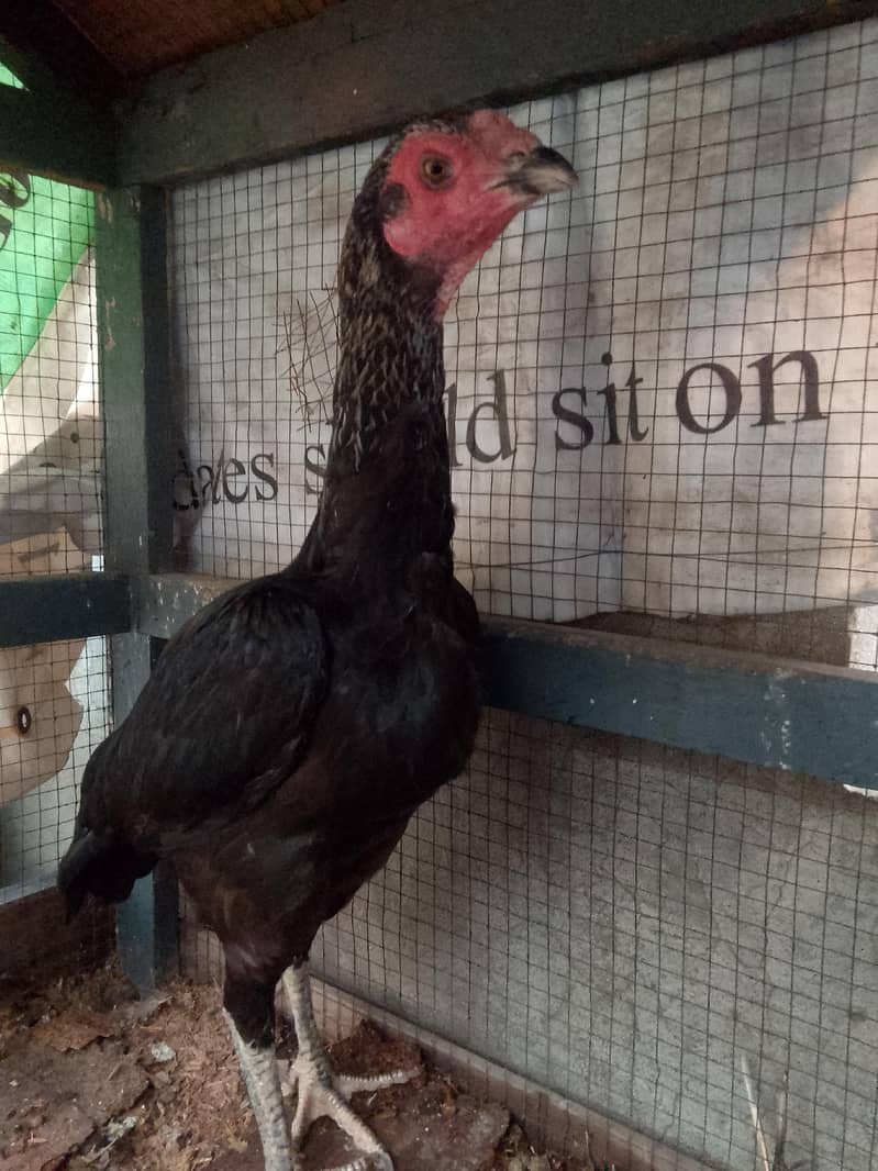 breader female 2
