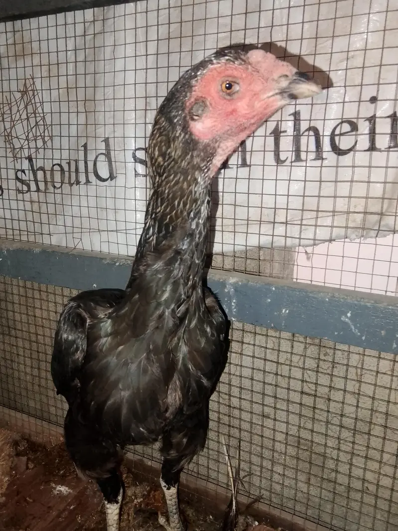 breader female — photo 4