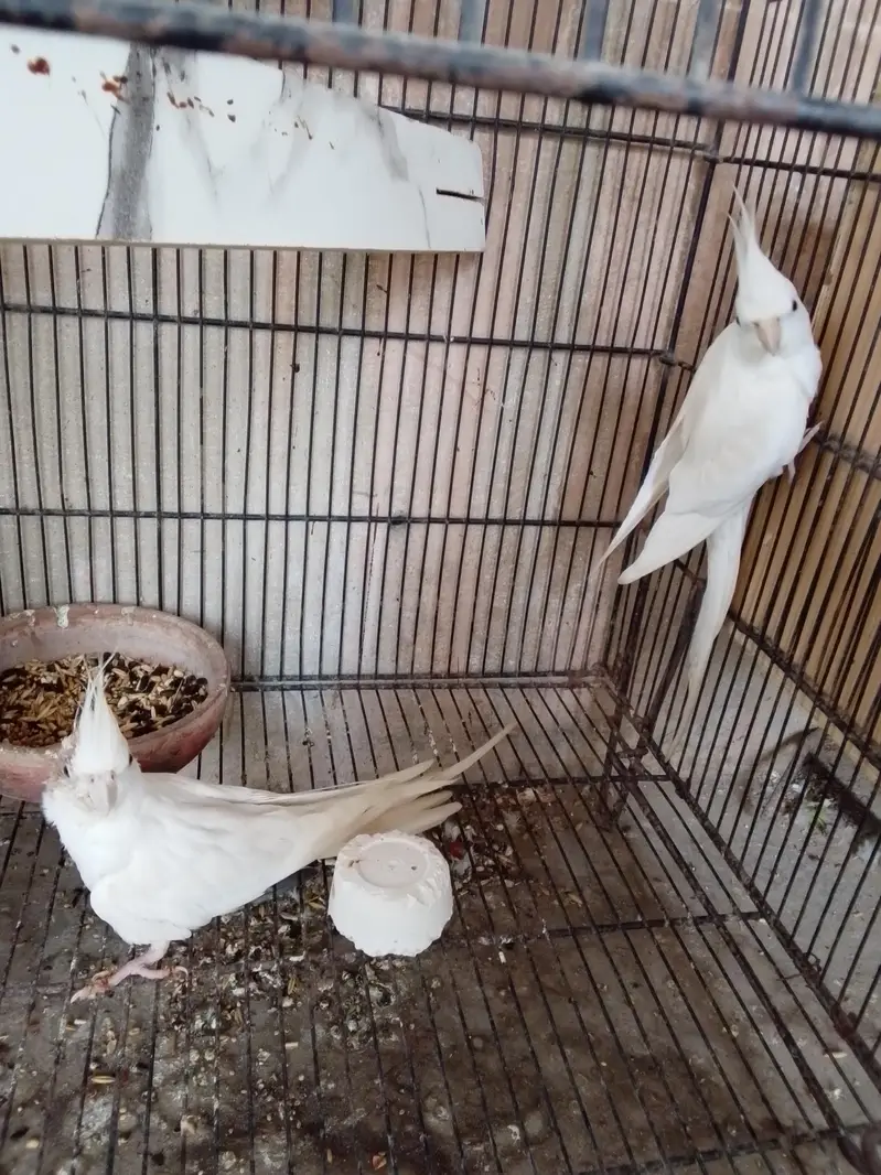 Eno black eye pair cockatiels