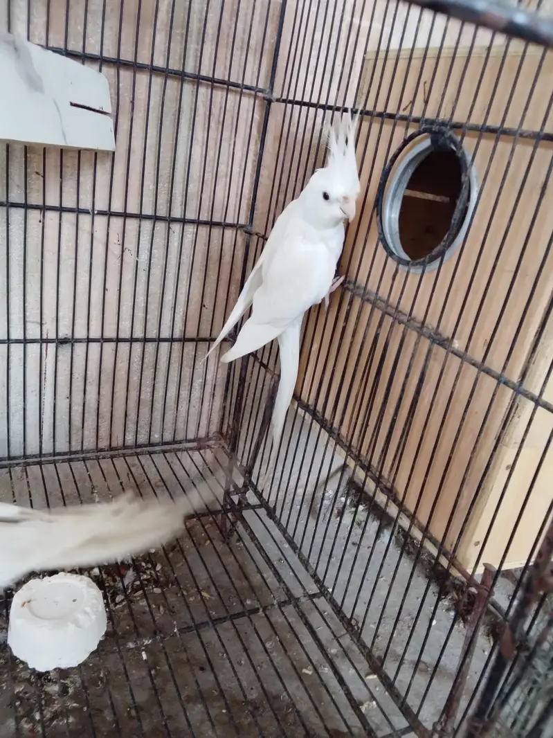 Eno black eye pair cockatiels — photo 2