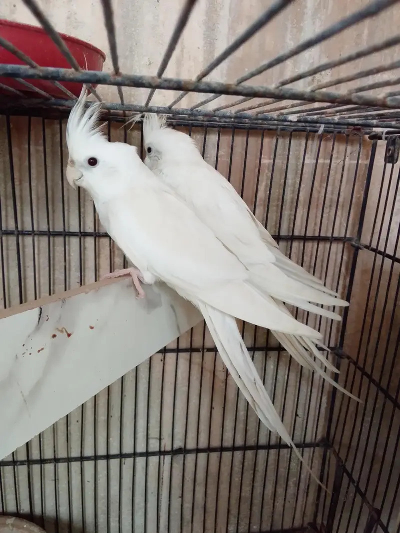 Eno black eye pair cockatiels — photo 3