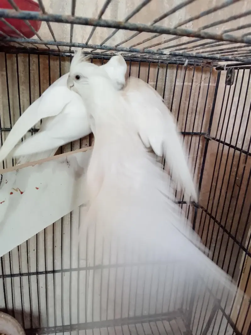 Eno black eye pair cockatiels — photo 4