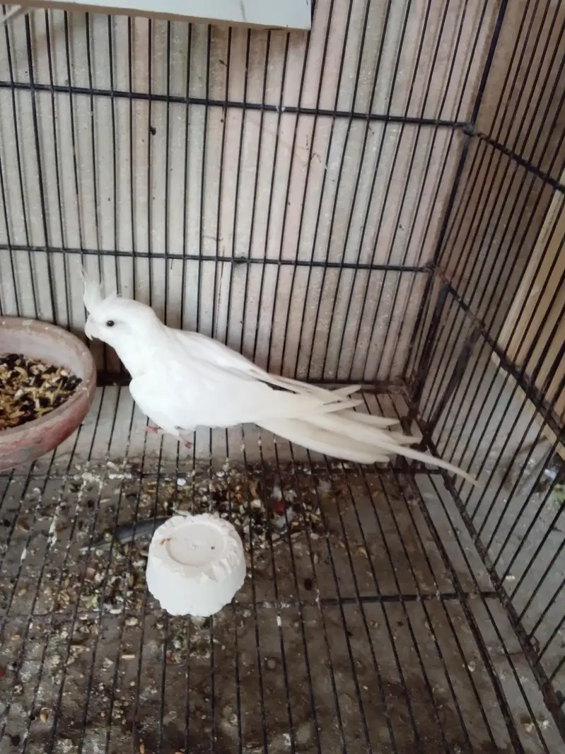 Eno black eye pair cockatiels — photo 5