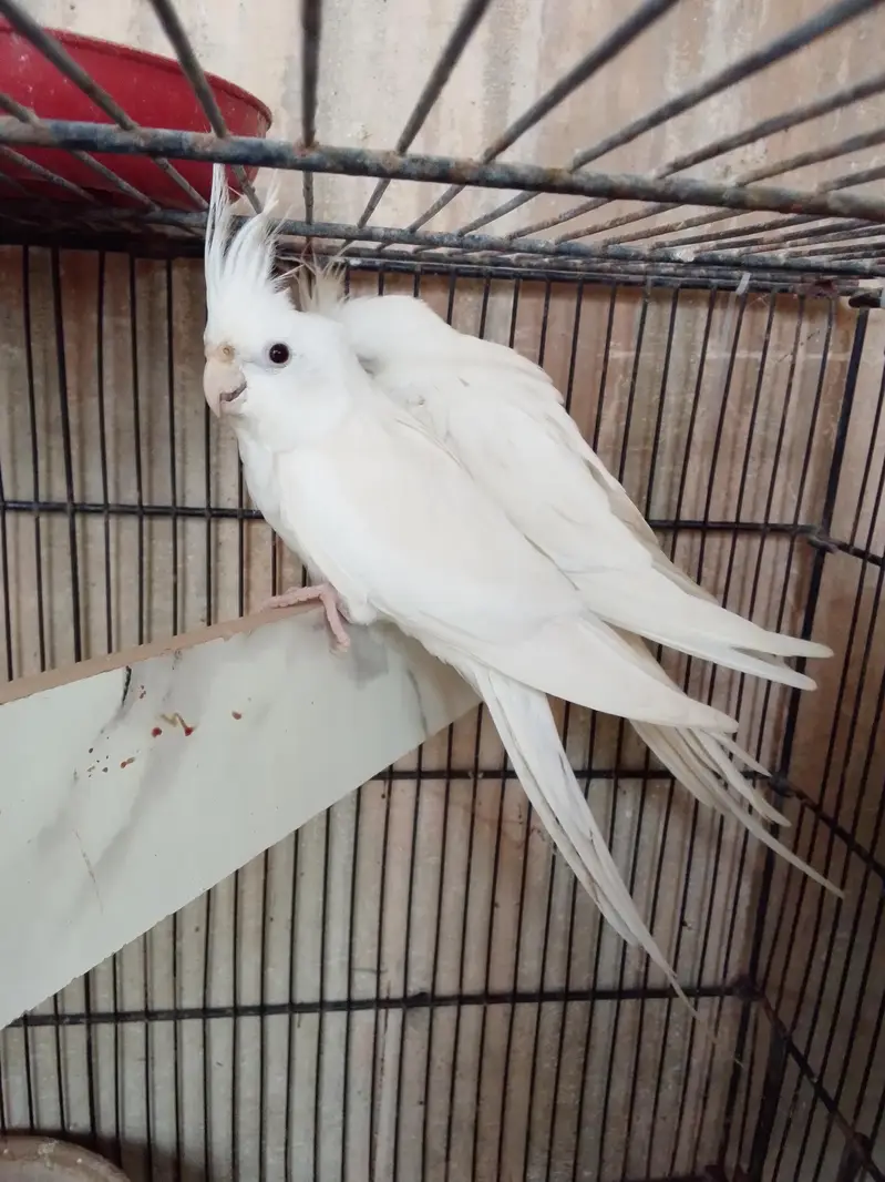 Eno black eye pair cockatiels — photo 6