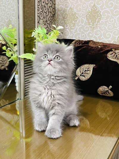 persian kitten /cute kitten | triple coated/ punch face_cute cat