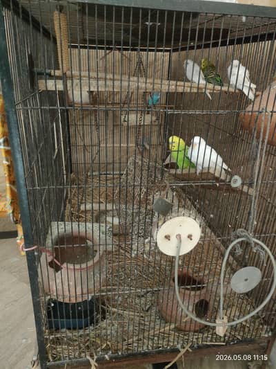 Budgie Parrots For Sale