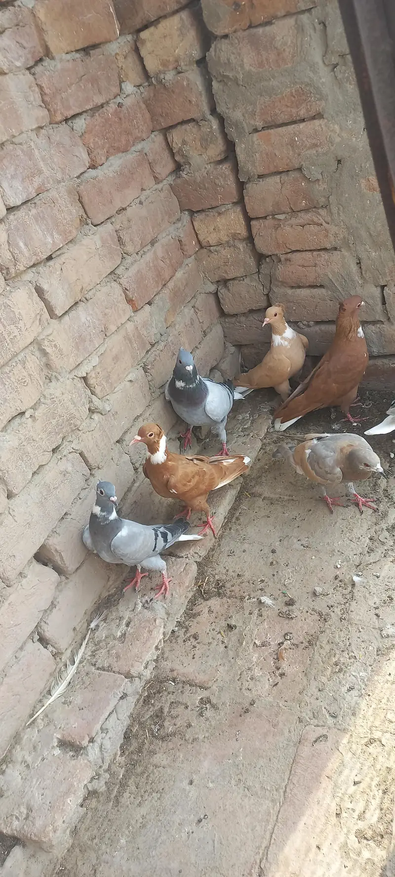 2500 rs  parr. 7 kabootr — photo 2