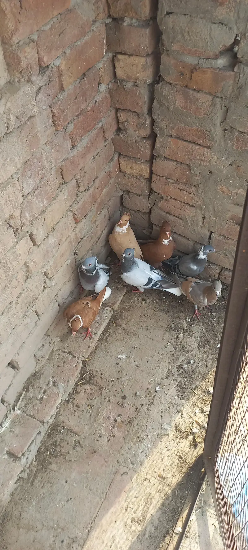 2500 rs  parr. 7 kabootr — photo 3