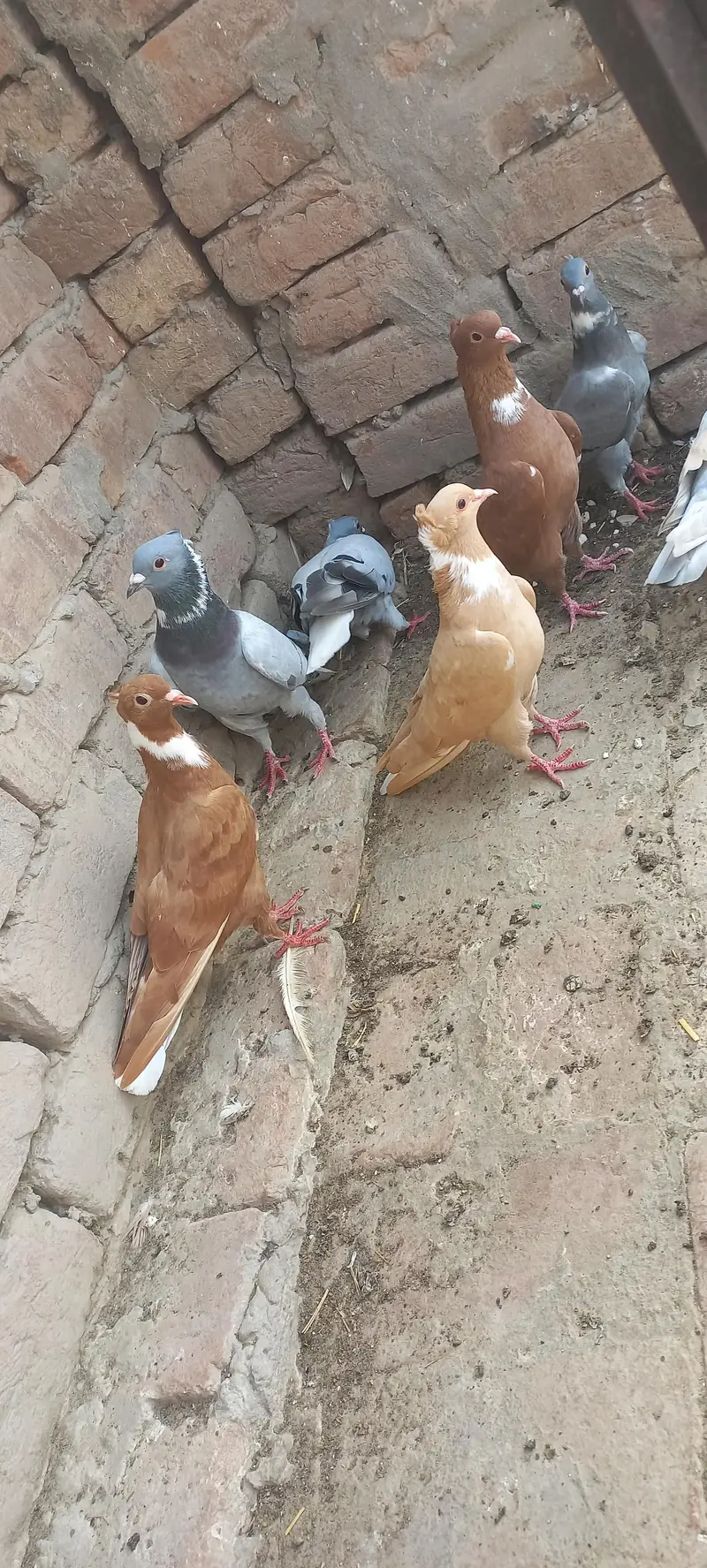 2500 rs  parr. 7 kabootr — photo 4