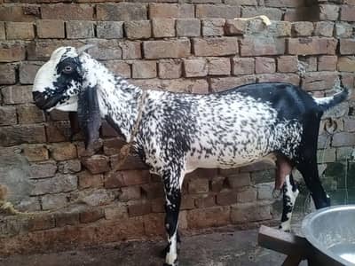 bakri for sale