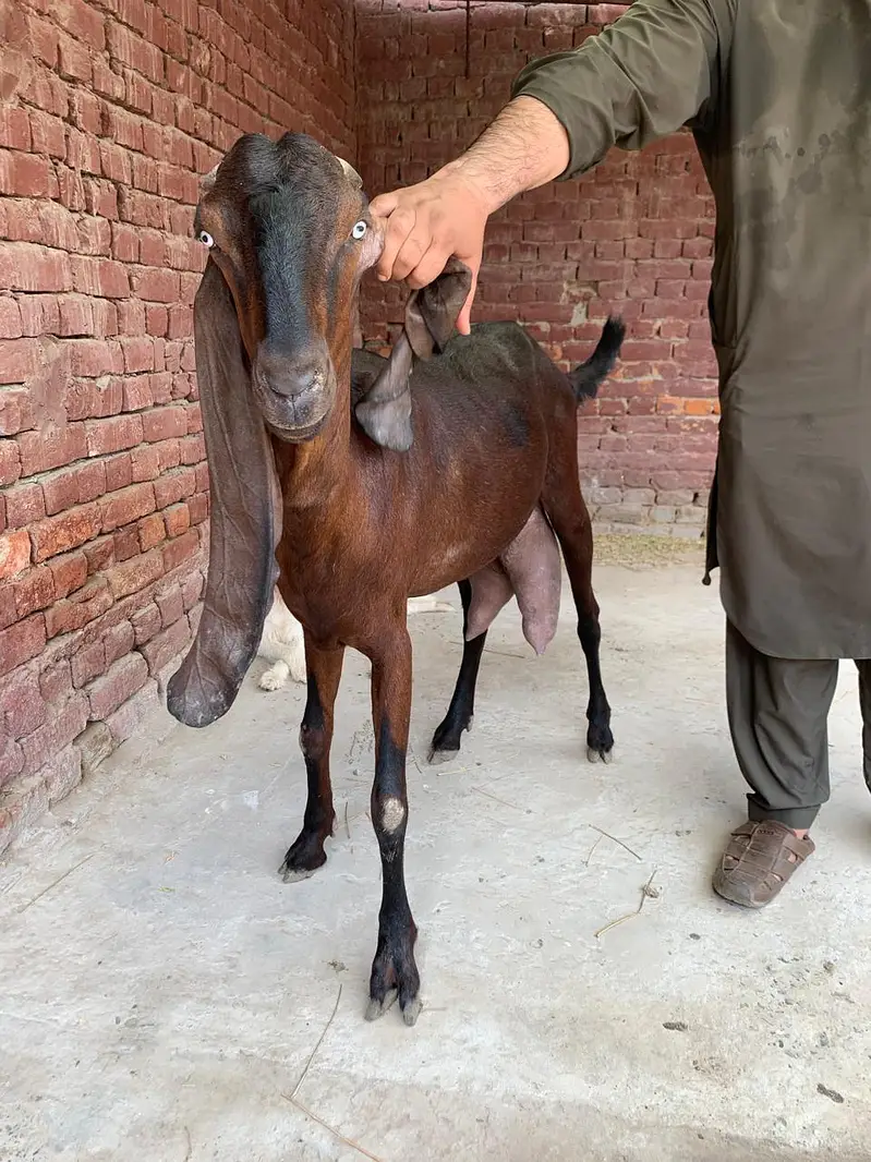 Nagara Beetal Goat For Sale