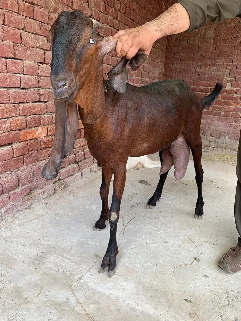 Nagara Beetal Goat For Sale — photo 2