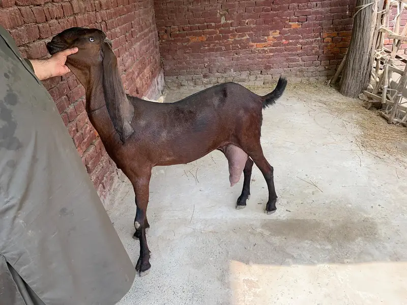 Nagara Beetal Goat For Sale — photo 3