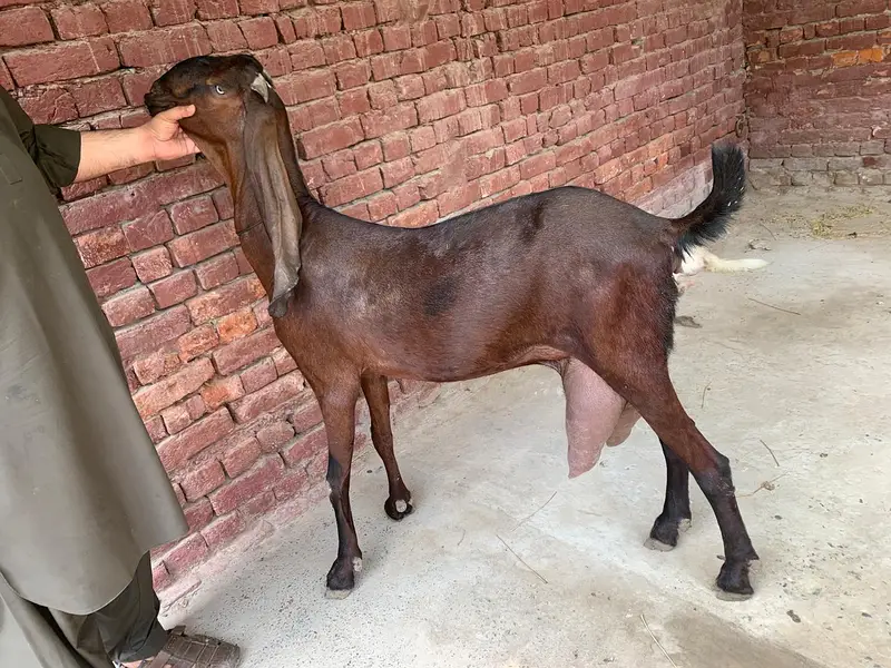 Nagara Beetal Goat For Sale — photo 4