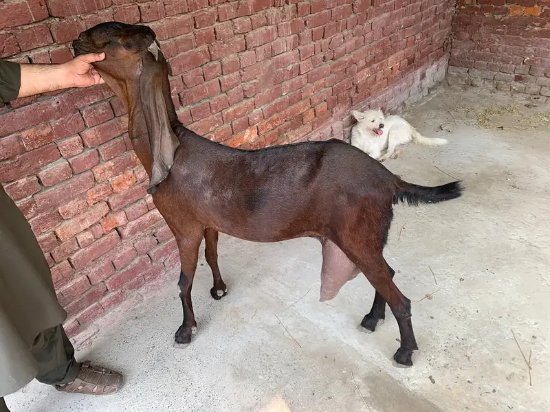 Nagara Beetal Goat For Sale — photo 5