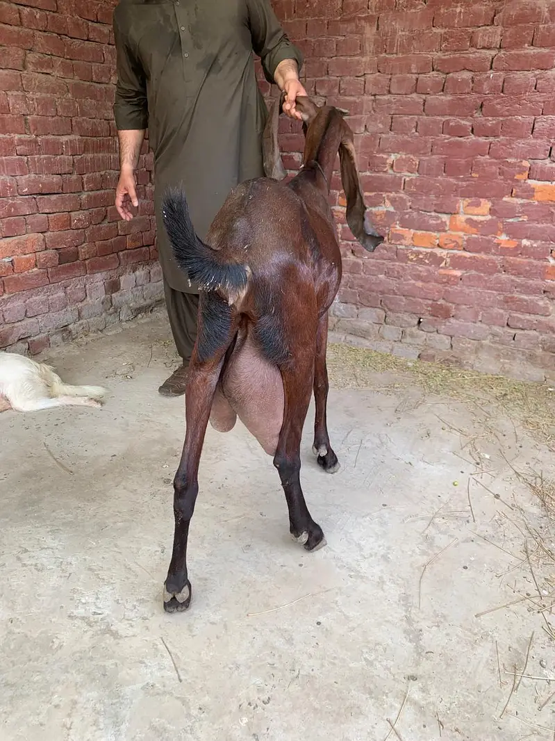 Nagara Beetal Goat For Sale — photo 6