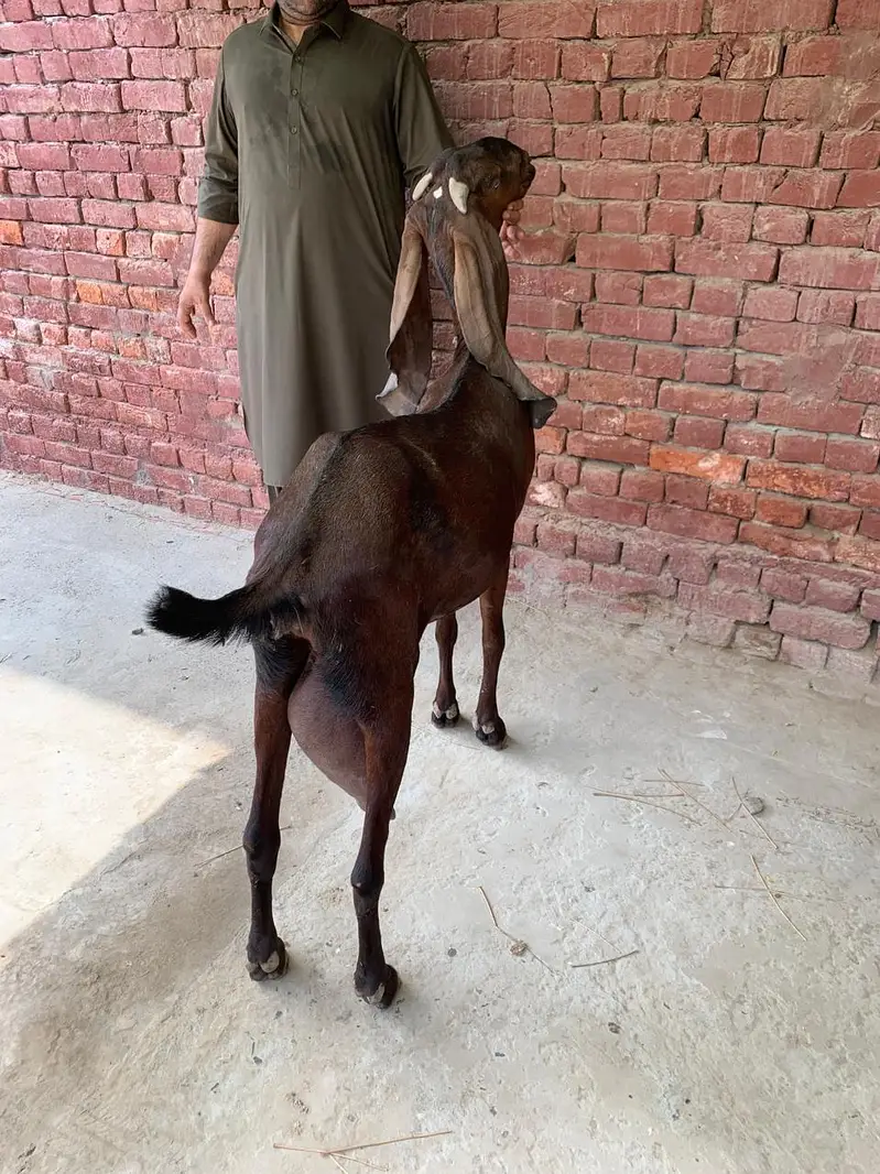 Nagara Beetal Goat For Sale — photo 7