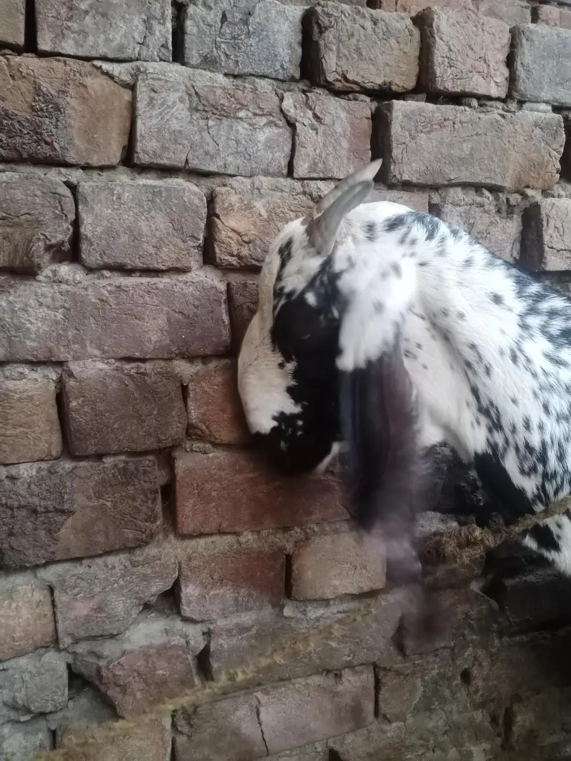 bakri for sale — photo 2