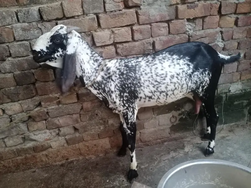 bakri for sale — photo 3