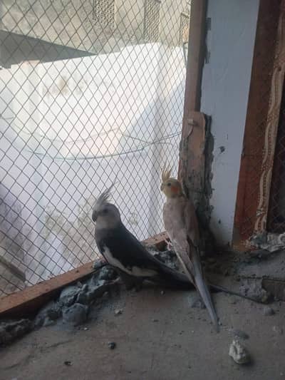 White Face Cockatiel Pair | Healthy | Adult | Proven Breeder