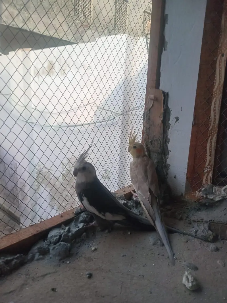White Face Cockatiel Pair | Healthy | Adult | Proven Breeder