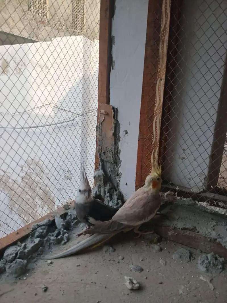 White Face Cockatiel Pair | Healthy | Adult | Proven Breeder — photo 2