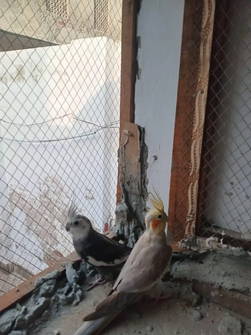 White Face Cockatiel Pair | Healthy | Adult | Proven Breeder — photo 3