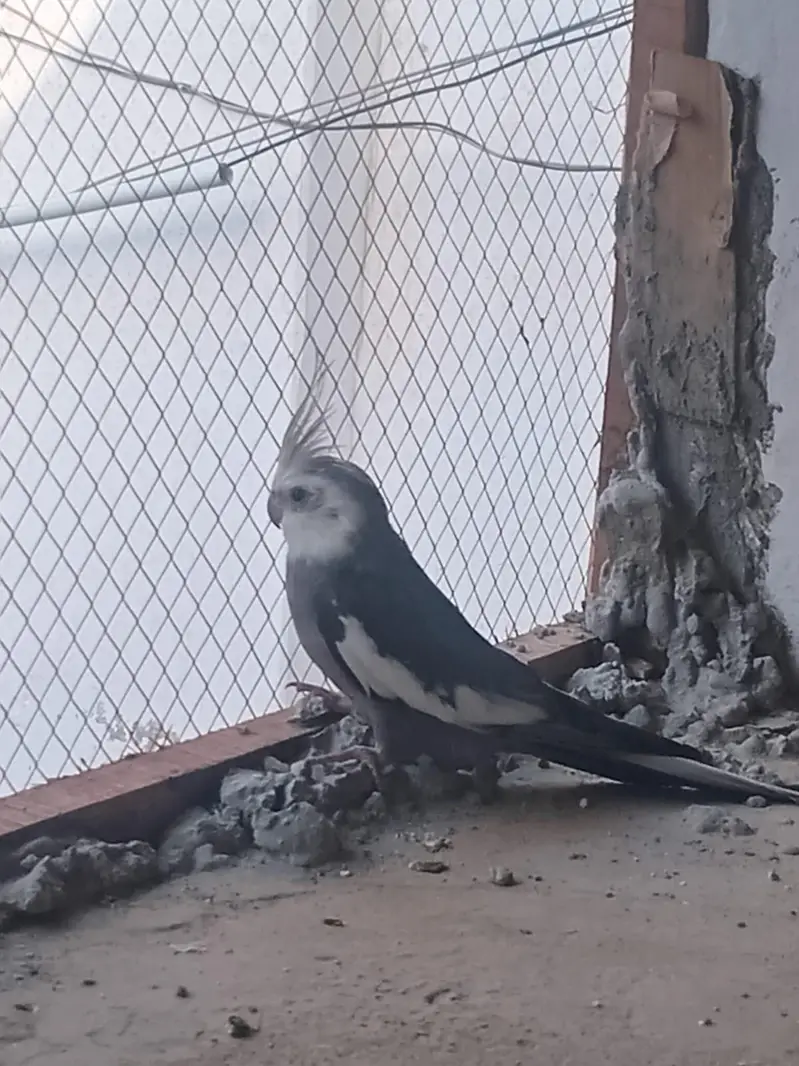 White Face Cockatiel Pair | Healthy | Adult | Proven Breeder — photo 5