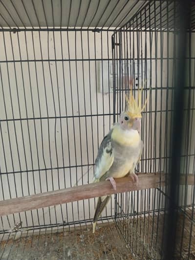 cocktail Breeder Pair