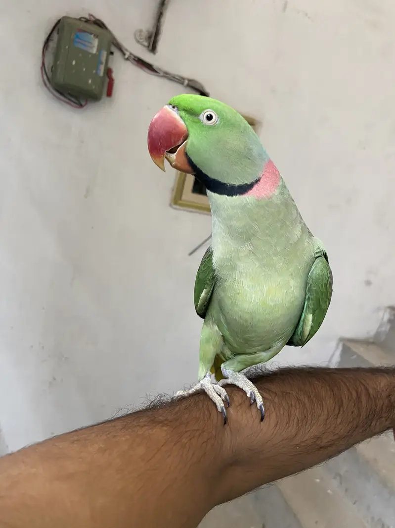 Kashmiri raw parrot