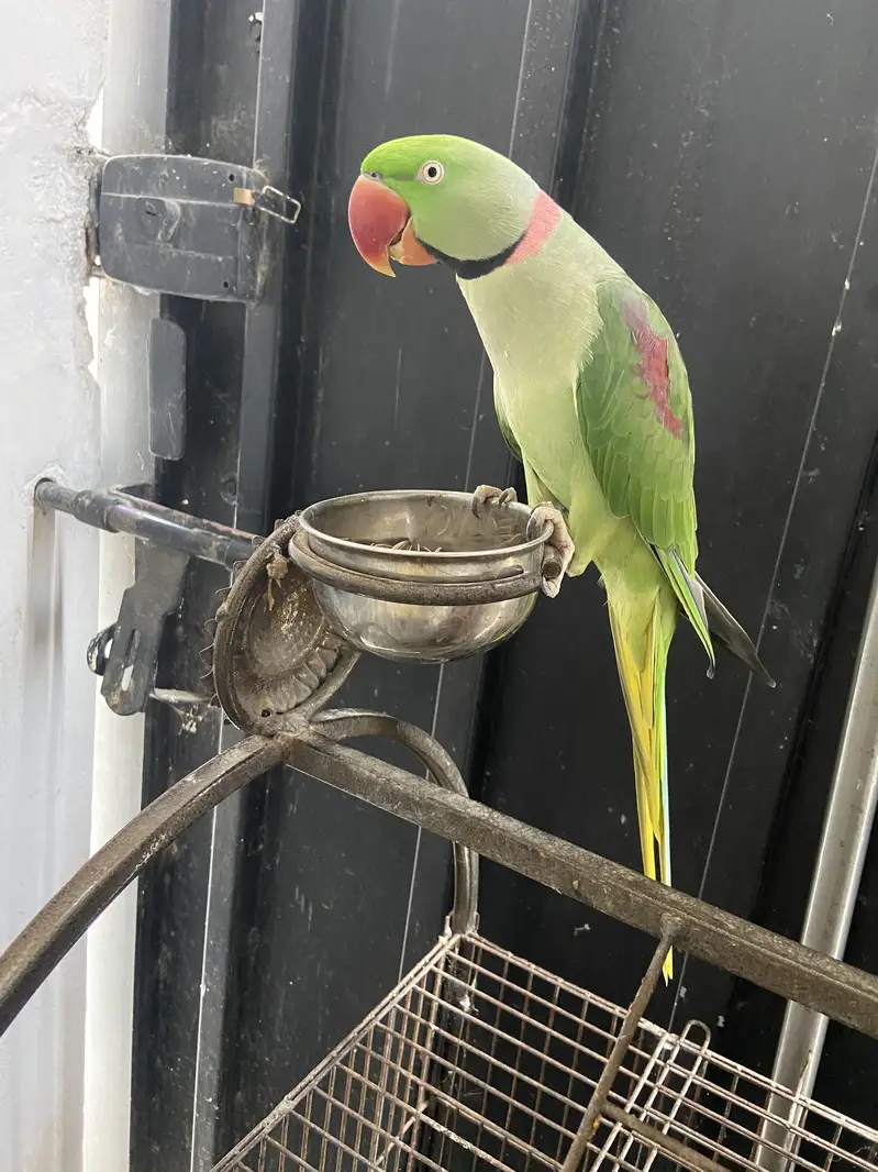 Kashmiri raw parrot — photo 2