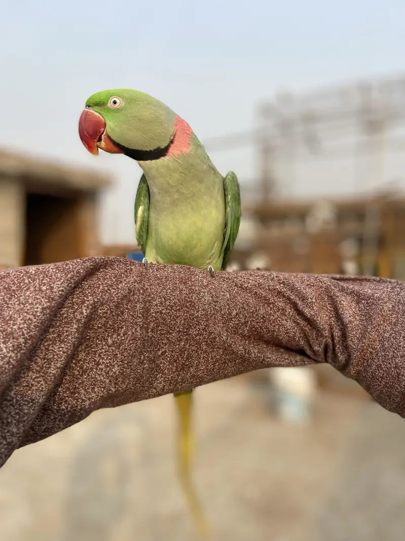 Kashmiri raw parrot — photo 3