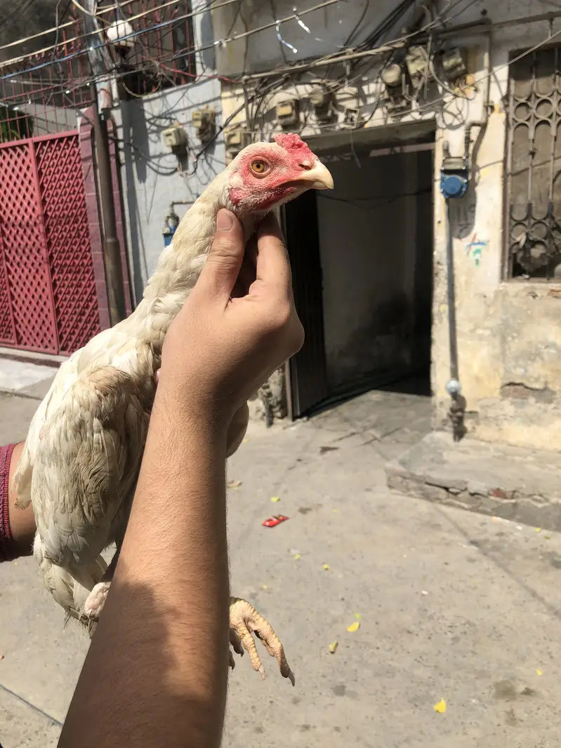 Shamo paatha — photo 3