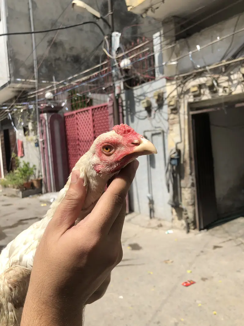 Shamo paatha — photo 4