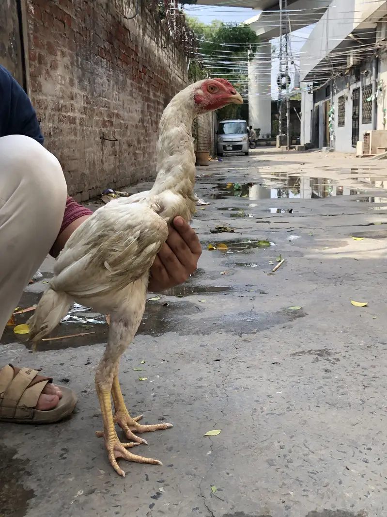 Shamo paatha — photo 5
