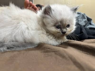 Persian triple coated cats for sale