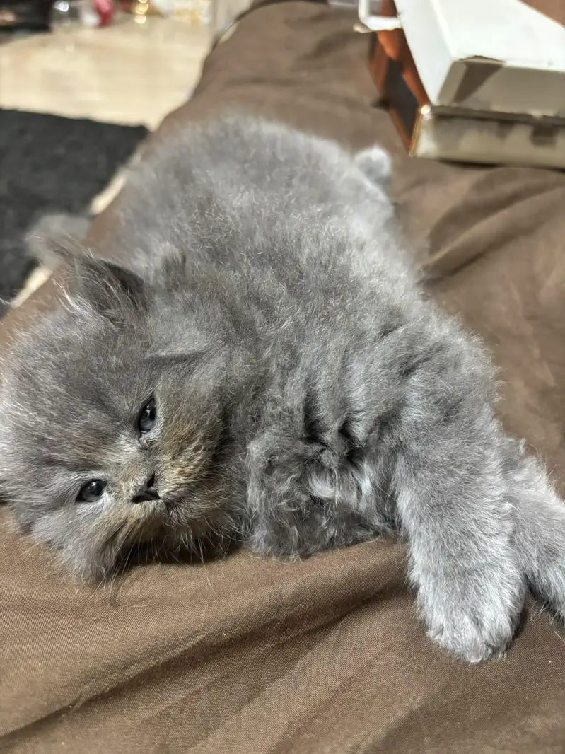Persian triple coated cats for sale — photo 2