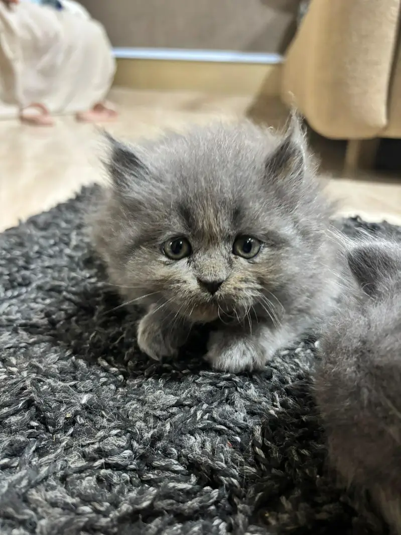 Persian triple coated cats for sale — photo 3