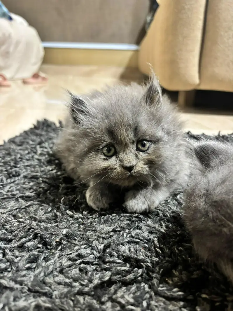 Persian triple coated cats for sale — photo 4