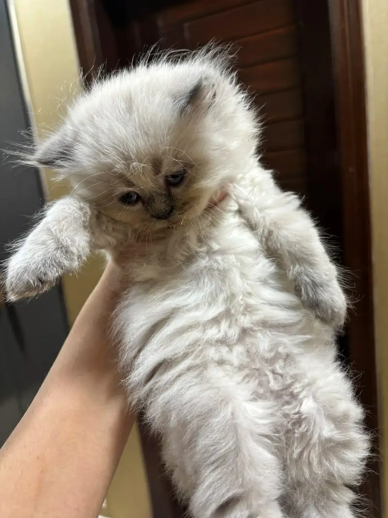 Persian triple coated cats for sale — photo 5