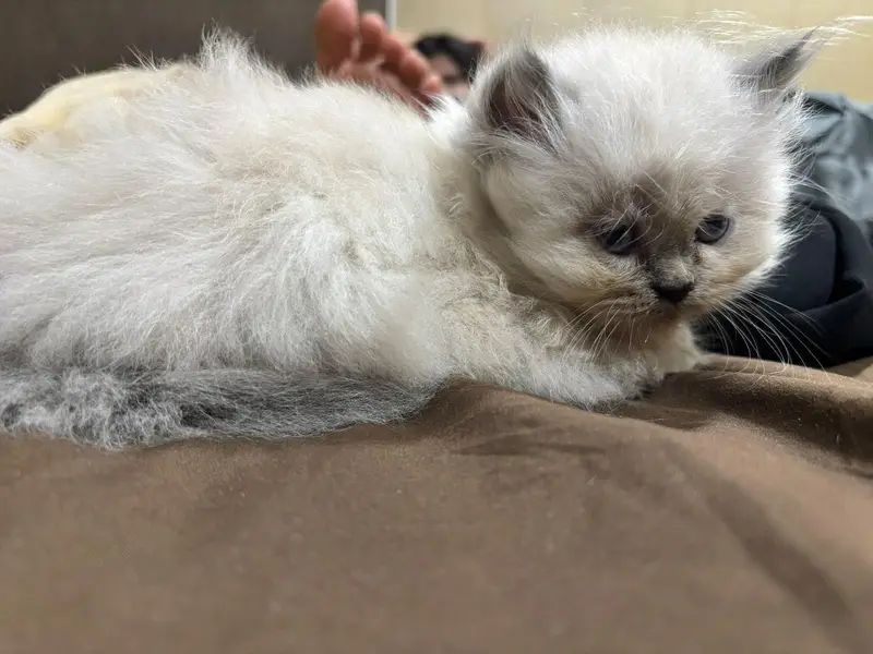 Persian triple coated cats for sale — photo 6