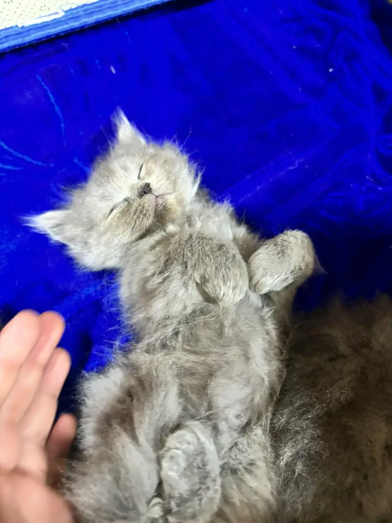 Persian triple coated cats for sale — photo 7
