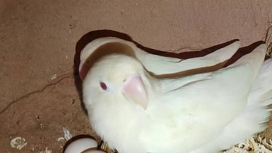 love birds